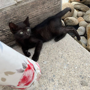 Meet your Posher, Alyssa